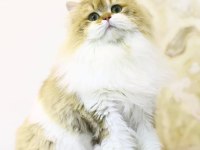 Ücretsiz Kısır british longhair