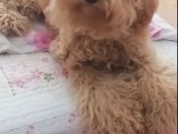 Poodle cinsi köpeğim