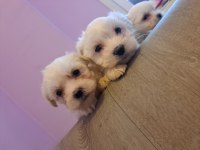 Orjinal maltese yavrularımız