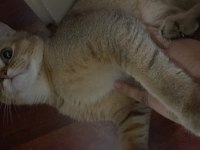 Erkek British Shorthair NY11 Kedimiz Eşlerini Arıyor
