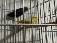Forpus papağanı hazır takım yavru alınmıştır