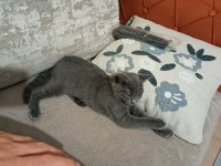 2 aylık dişi british shorthair