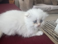 Ayı Surat Scottish Fold
