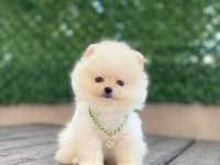 Ayıcık Yüzlü Pomeranian Boo