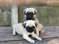 Kalite isteyen pug