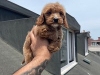 Sağlık ve Irk garantili Maltipoo