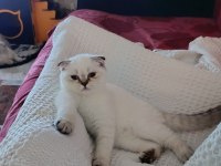 Son yavrumuz scottish straight lynx point