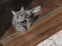 British Shorthair Kızımız Maya İçin Ömürlük Yuva Arıyoruz