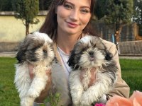 Çok Bebiş Shih-Tzu Yavrular