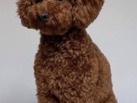 Toy Poodle Erkek Damızlık Hizmeti Deneyimli Sağlıklı