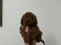 Dark Redbrown Kore Dişi Poodle