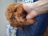 5 aylık dişi toy poodle