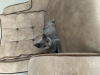 British Shorthair 3 Aylık