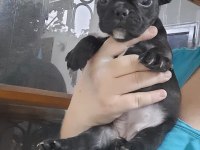 FRENCH BULLDOG DİŞİ YAVRULAR