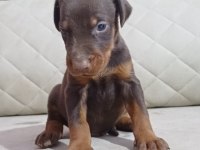 Kaliteli King Dobermanlar