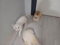 Anne exotic baba scottish iki yavru 4.5 beş aylık 2 yavru