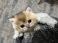 Safkan golden şecereli british shorthair kediler