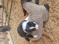 Border Collie Yavrular