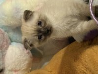 Blue point scottish fold erkek yavrumuz