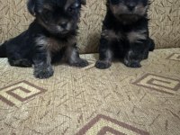 Mini boy dişi teacup yorkshire terrier