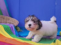 Neşe kaynağı morkie yavrularımız