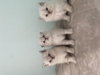 British Longhair Scottish Fold British Erkekler