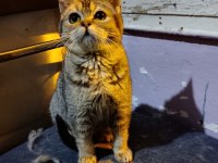 British shorthair bebeğimiz ailesini arıyor