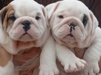 Tombiş Bulldog Bebekler