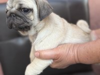 Pug mops yavru köpekler