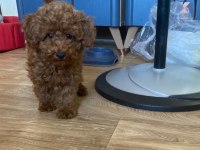 Koyu Renk Yavru Poodle