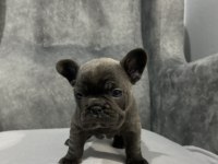 Kaliteli FRENCH BULLDOG yavrular