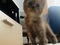İki aylık dört scottish fold yavrumuz
