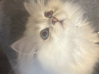 Safkan uysal chinchilla bebeklerimiz yuvaya hazır