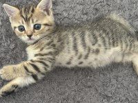 Golden british shorthair kedimiz