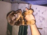 Kızıl doberman