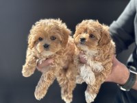 En güzel maltipoo yavrular ziyarete açık