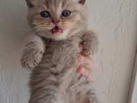 Blue Golden British Longhair Yavrular