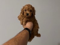 Sağlık ve ırk garantili toy poodle yavrularımız