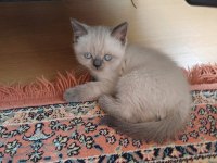 BRİTİSH BLUE POİNT