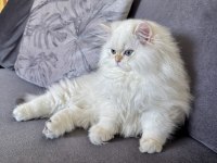 Saf kanlı british longhair yavru kedimiz