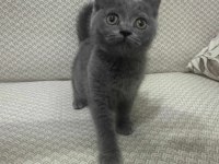4 Aylık Dişi Uysal British Shorthair Kedimiz
