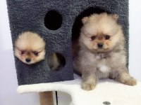 MİNİ BOY POMERANİAN YAVRULARI
