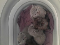 Tüy yumağı scottish fold bebeklere yuva