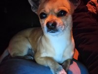 Eşleşme chihuahua 2 yaşında erkek köpeğimiz için