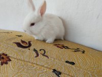 Yavru Tavşanımız
