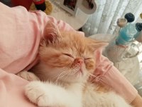 Exotic Shorthair Burun, Şov Kalite