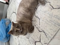 Ücretsiz sahiplendirme british shorthair kedimiz