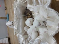 BAL KEDİLER REZERVEYE AÇILMIŞTIR