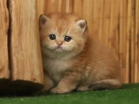 Anne Baba Şecereli Golden British Shorthair