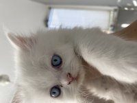 British shorthair kedilerimi acil sahiplendiriyorum
